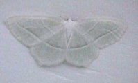 Bryan's White Butterfly