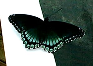 Butterfly