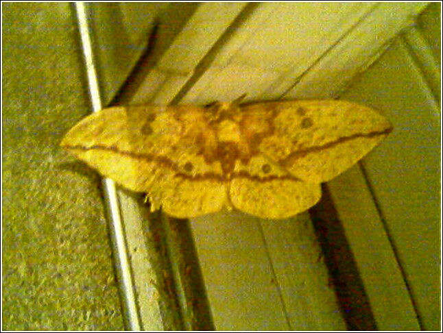 Moth Butterfly