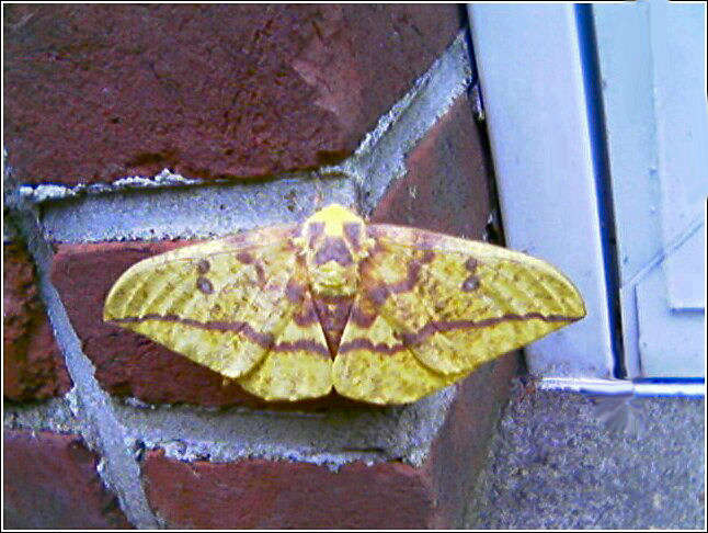 Moth Butterfly