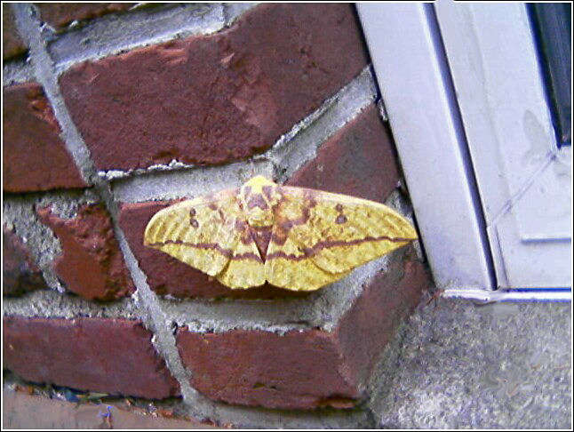 Moth Butterfly