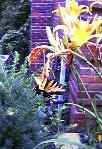 Swallowtail Butterfly